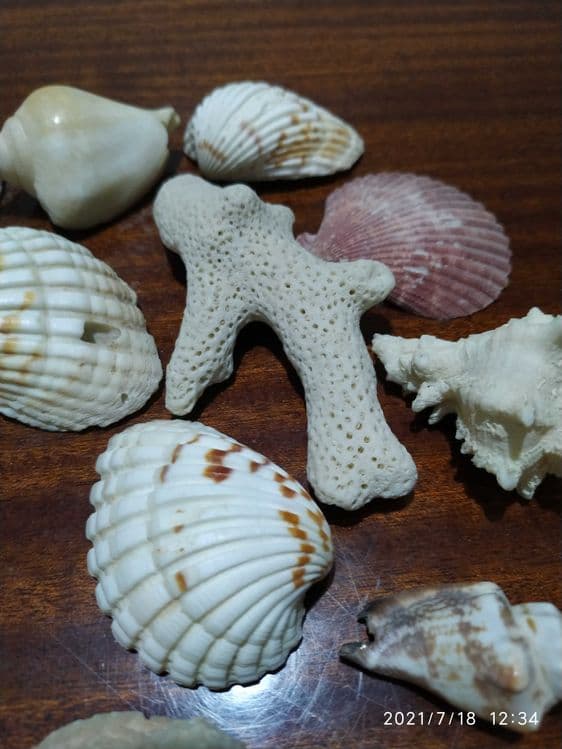 Продаются ракушки для аквариума — 4