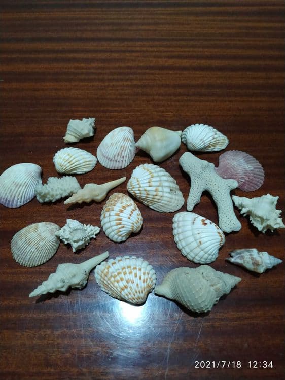 Продаются ракушки для аквариума — 5