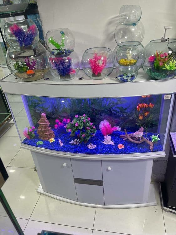 AquaTerra do'koni Akvarium va Baliqlar — 2