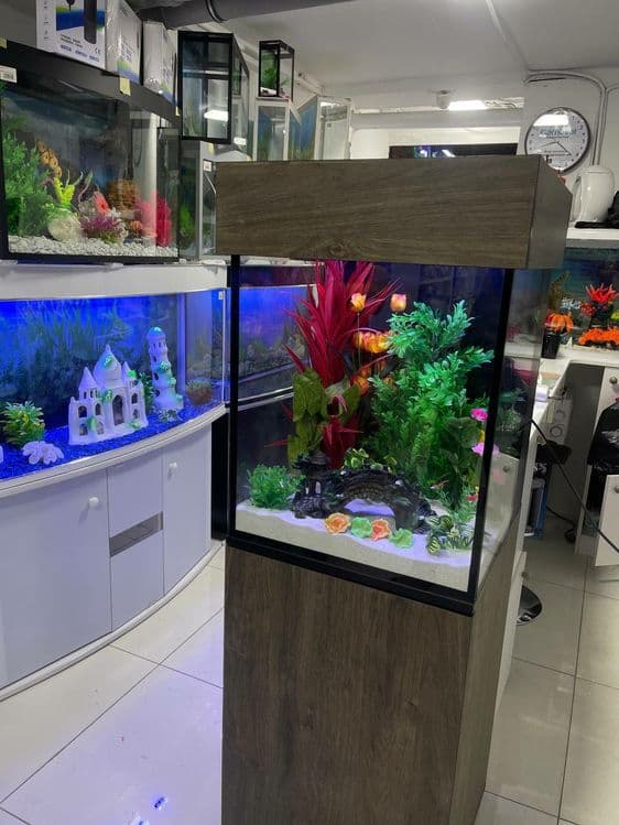 AquaTerra do'koni Akvarium va Baliqlar — 4