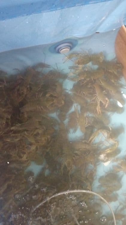 Раки живые ,и готовые.. — 1