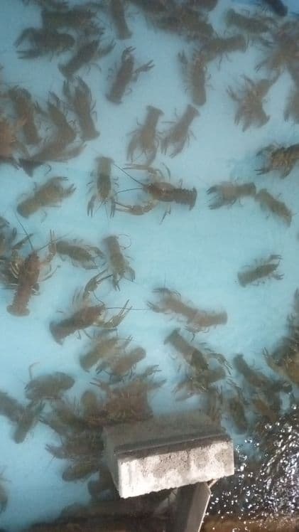 Раки живые ,и готовые.. — 2