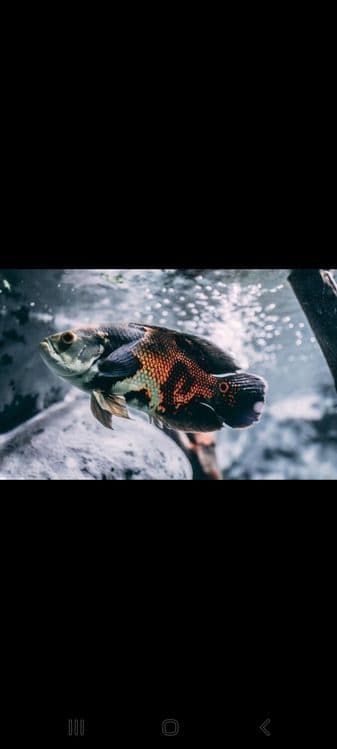 Astranatus oscar — 1