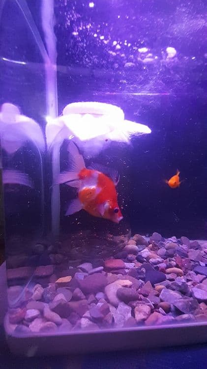 baliq sotiladi akvarium kichiklik qivotti — 1