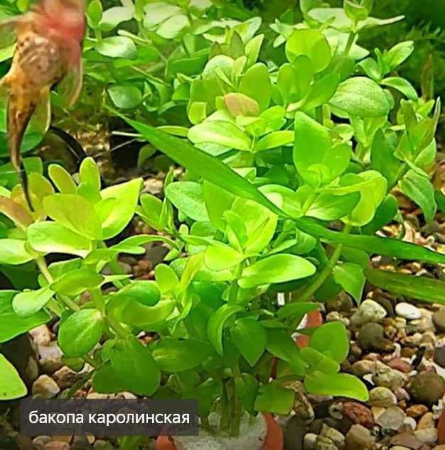 аквариумные растения — 4