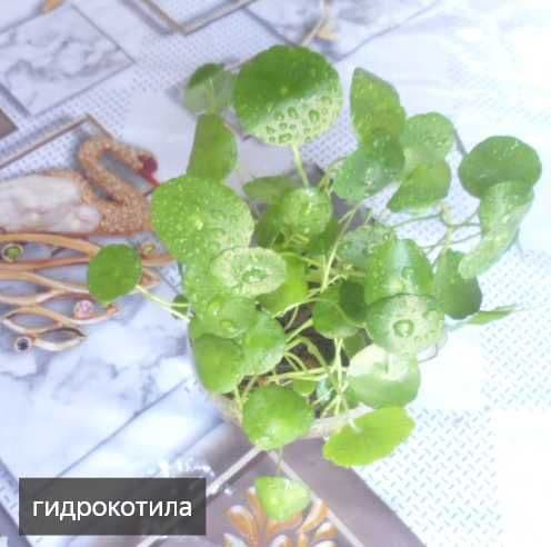 аквариумные растения — 5