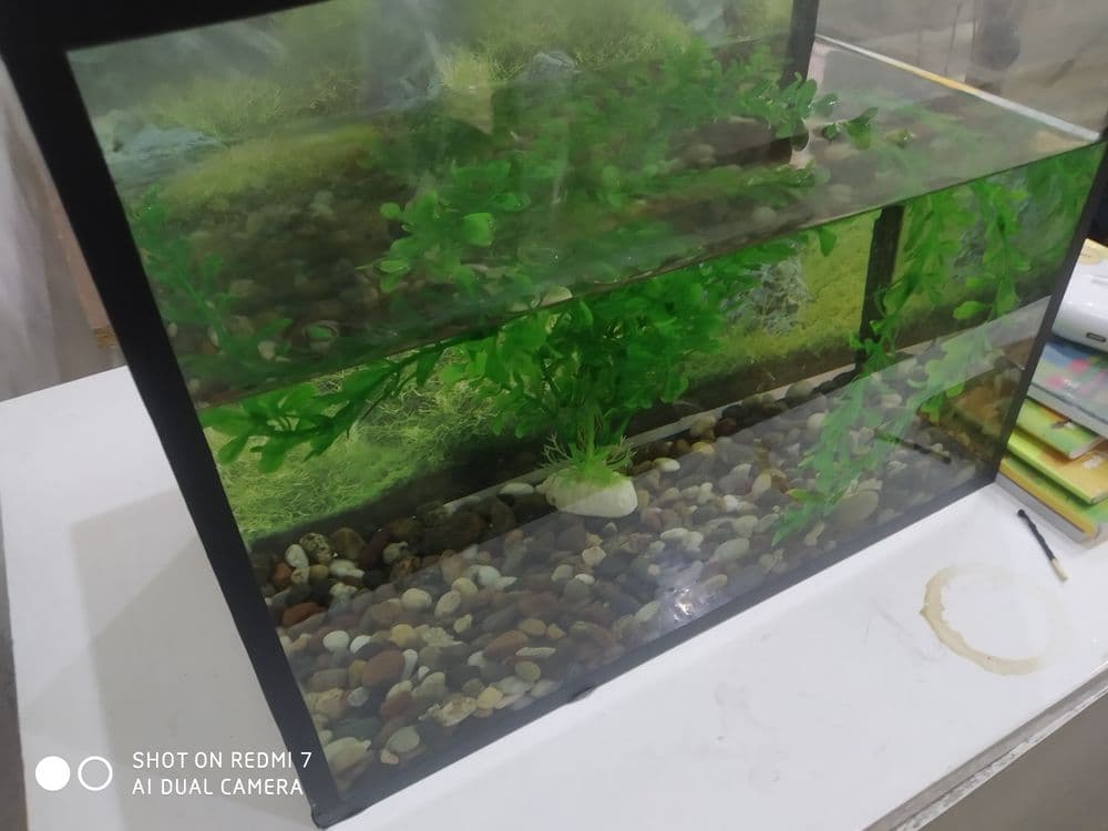 Akvarium sotiladi — 4