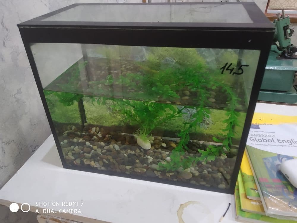 Akvarium sotiladi — 5
