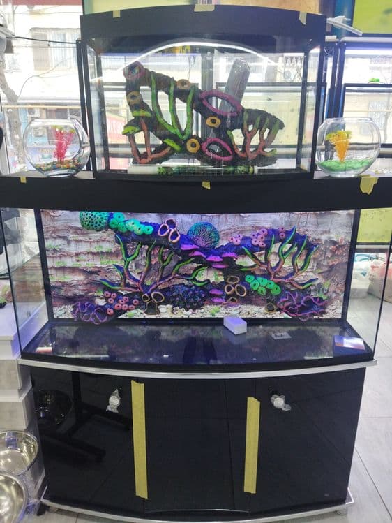 Akvarium va baliqlar hamda aksessuarlar doʻkoni. Sergilida — 1