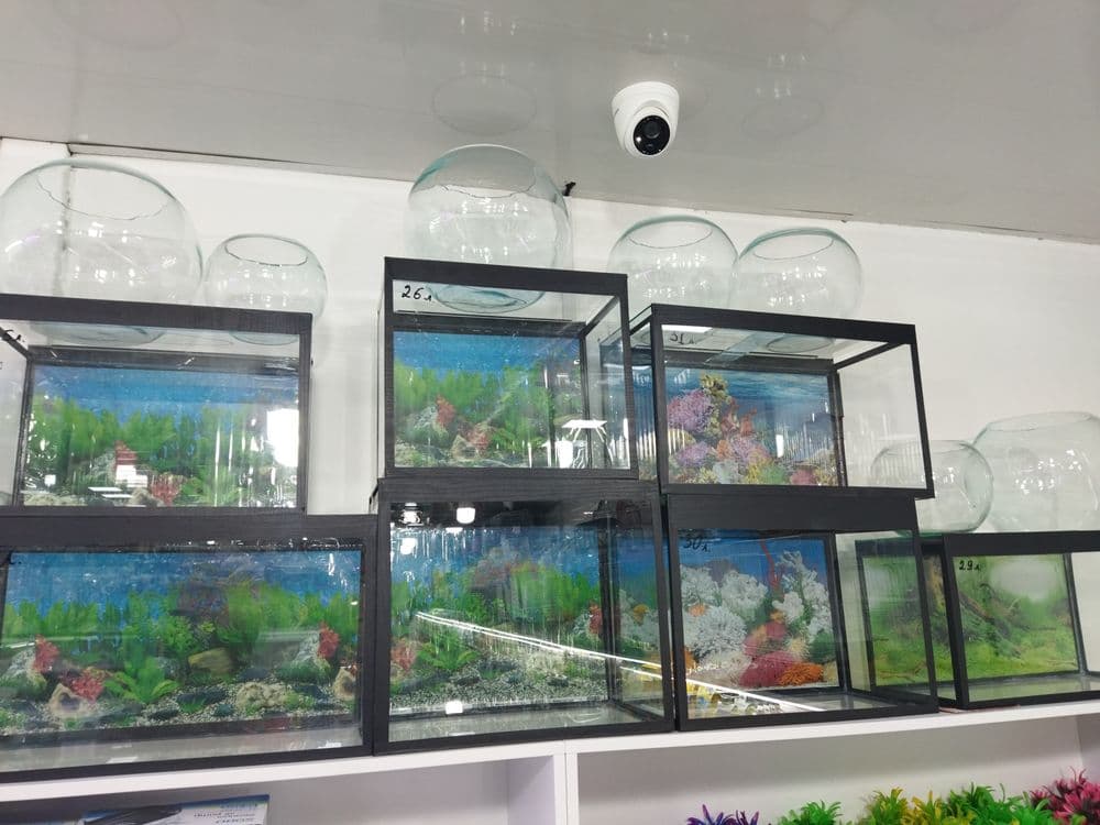 Akvarium va baliqlar hamda aksessuarlar doʻkoni. Sergilida — 4