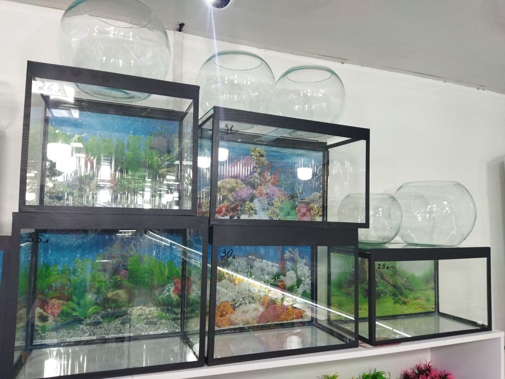 Akvarium va baliqlar hamda aksessuarlar doʻkoni. Sergilida — 7