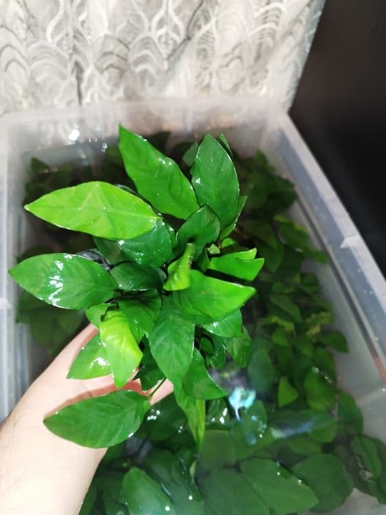 Anubias karlikoviy — 2