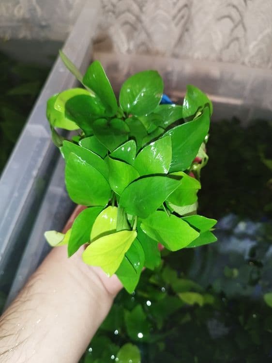 Anubias Golden barteriya — 2