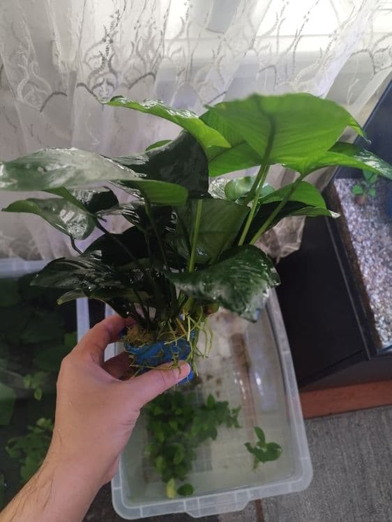 Anubias gigant sort — 3