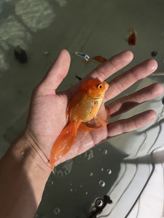 Oranda baliqla sotiladi — 1
