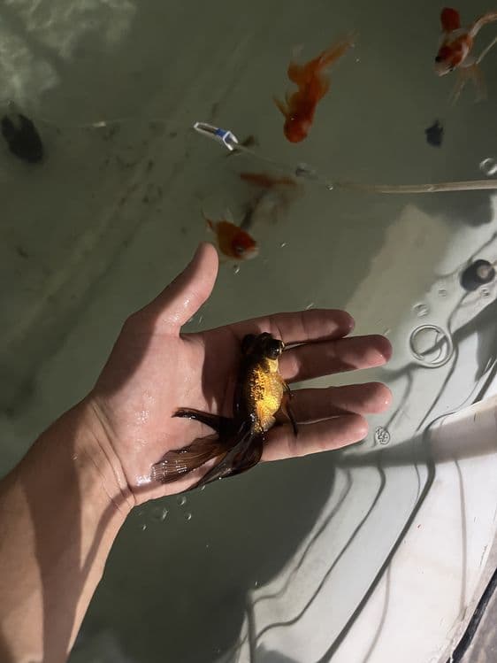Oranda baliqla sotiladi — 2