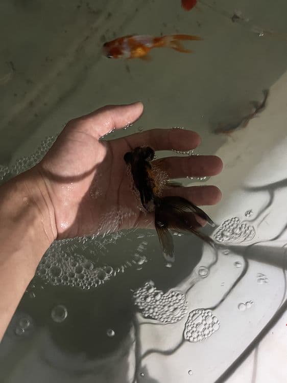 Oranda baliqla sotiladi — 3