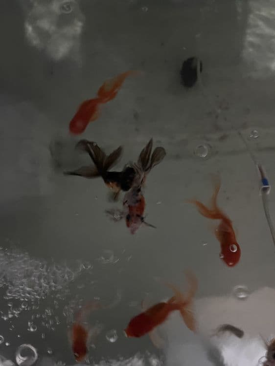 Oranda baliqla sotiladi — 5