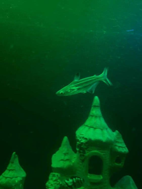Akula baliq  sotiladi