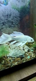Platinaviy Kapalak Koy (Platinum Butterfly Koi)