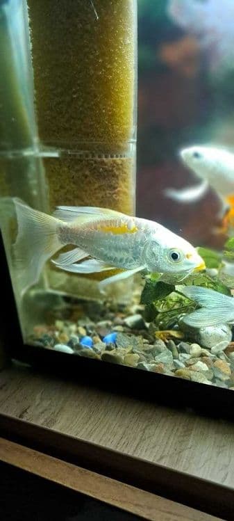 Platinaviy Kapalak Koy (Platinum Butterfly Koi) — 2