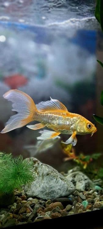 Platinaviy Kapalak Koy (Platinum Butterfly Koi) — 3