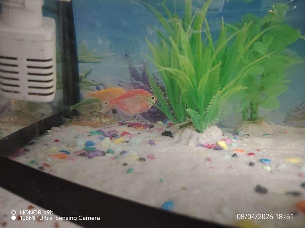 Akvarium, baliqlari bilan — 1