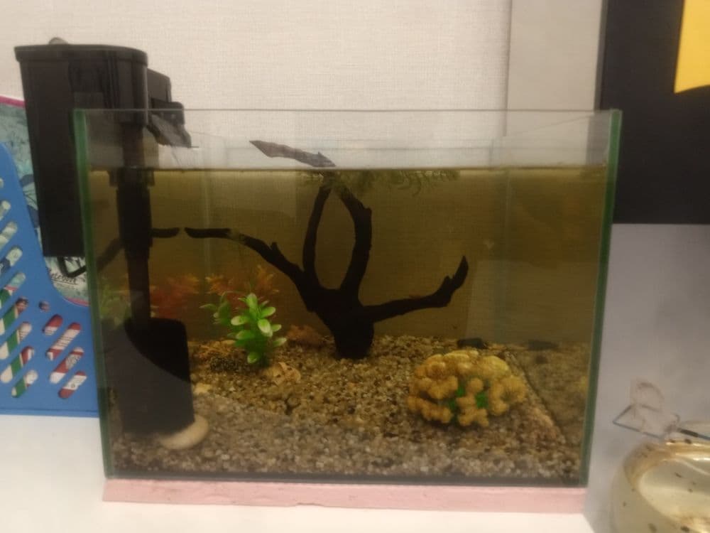 Аквариум, Akvarium Большой аквариум