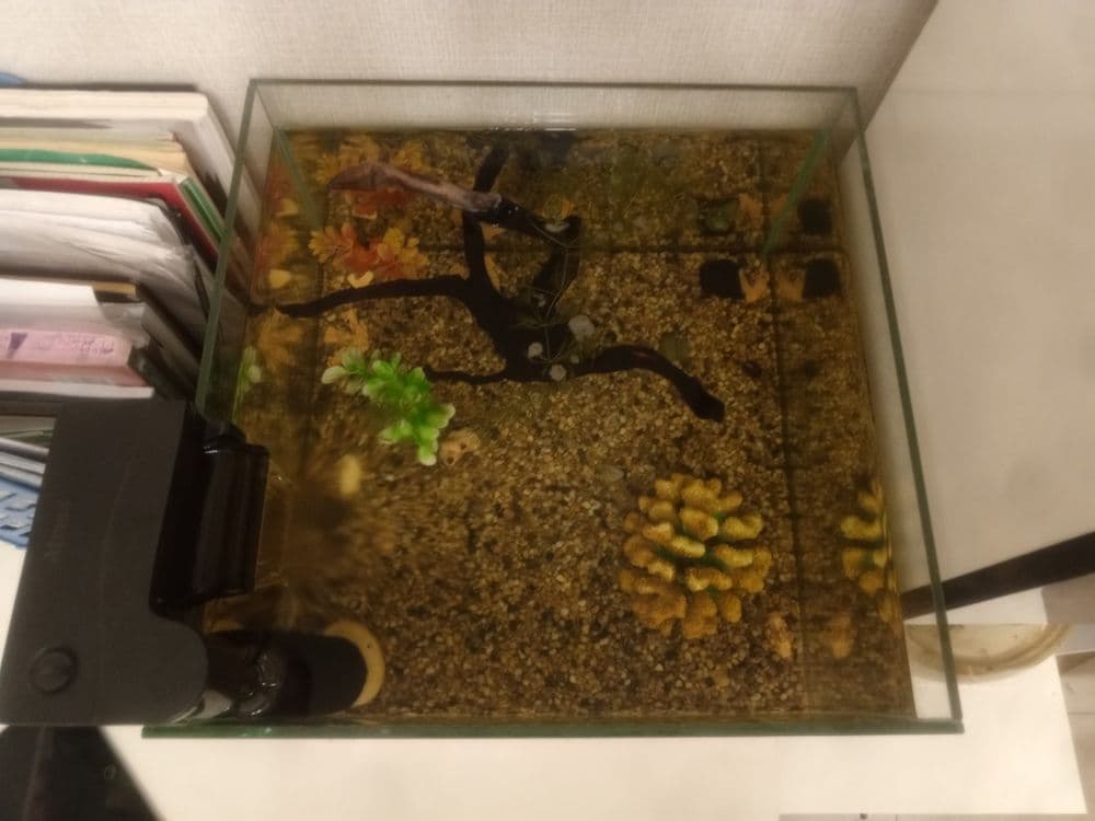 Аквариум, Akvarium Большой аквариум — 2