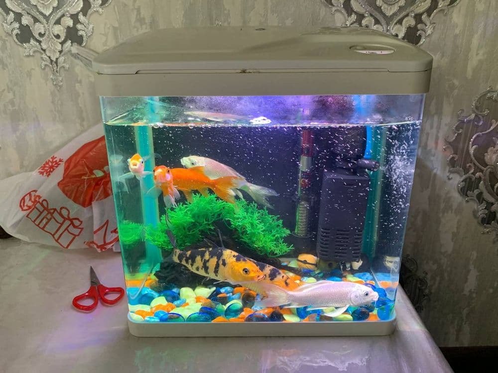 Akvarium sotiladi 15 litr