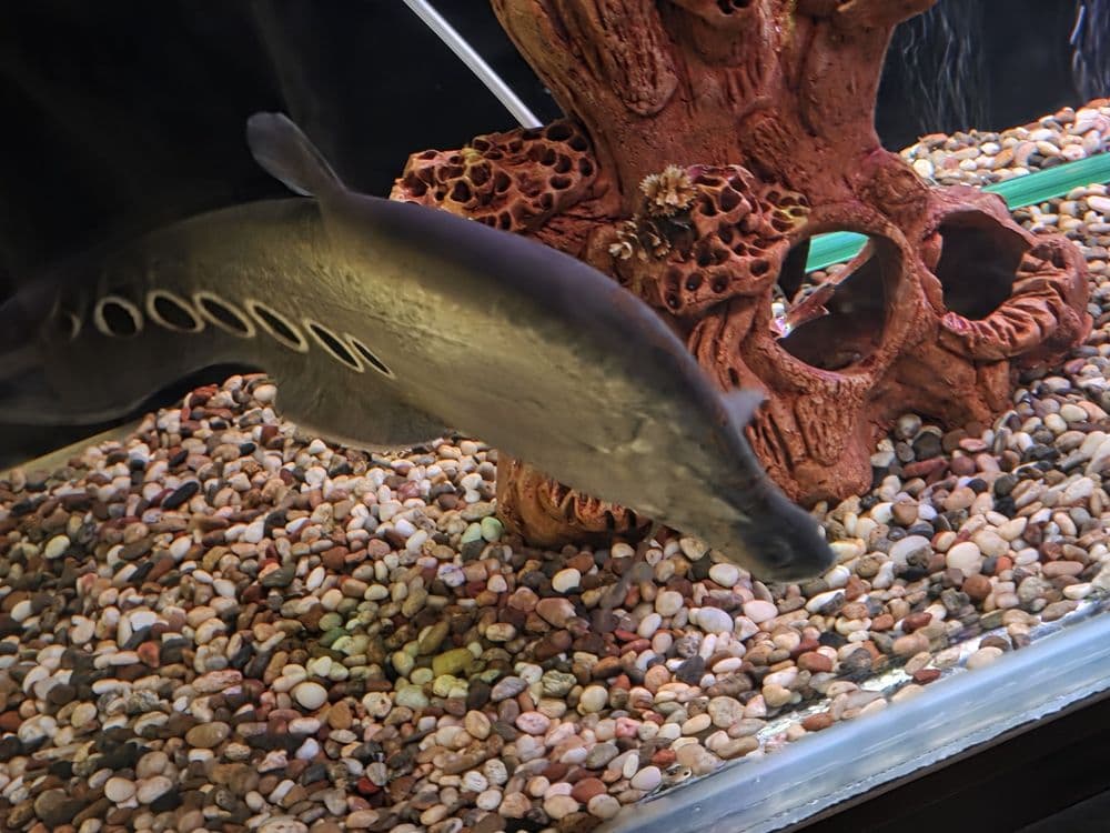 Akvarium baliqlari sotiladi. — 1
