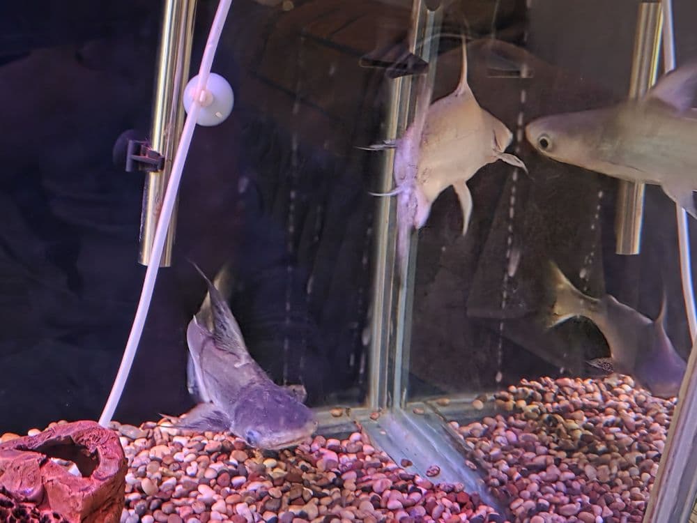 Akvarium baliqlari sotiladi. — 2