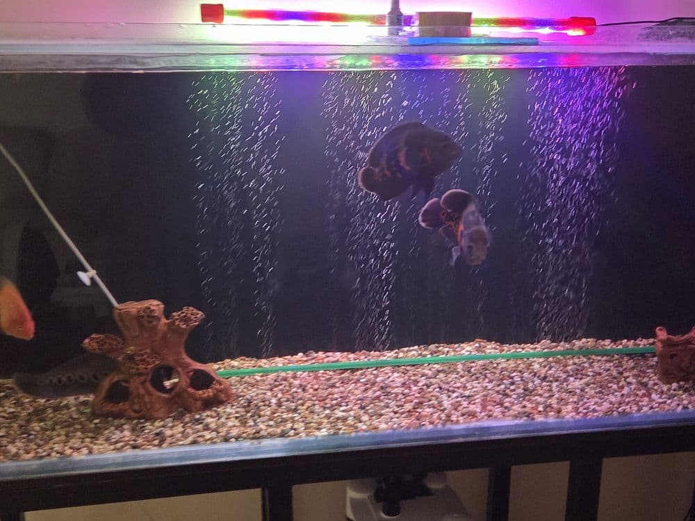 Akvarium baliqlari sotiladi. — 4