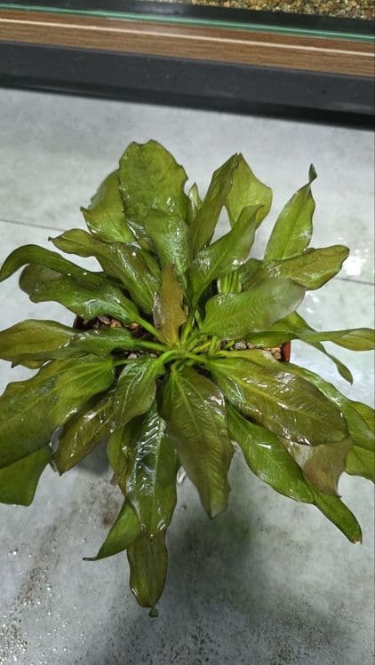 Exinadorus akvarium suv oʻti — 1
