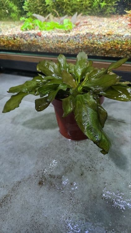 Exinadorus akvarium suv oʻti — 2