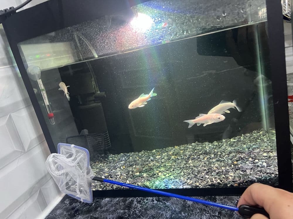 Akvarium sotiladi 30 litr. 4 ta koi baligi bn — 2