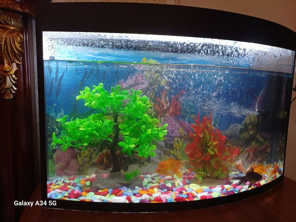 Akvarium sotiladi 350000 som — 1