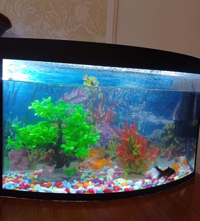 Akvarium sotiladi 350000 som — 2
