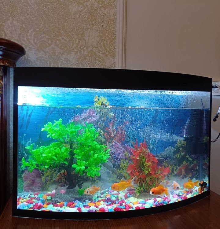 Akvarium sotiladi 350000 som — 3