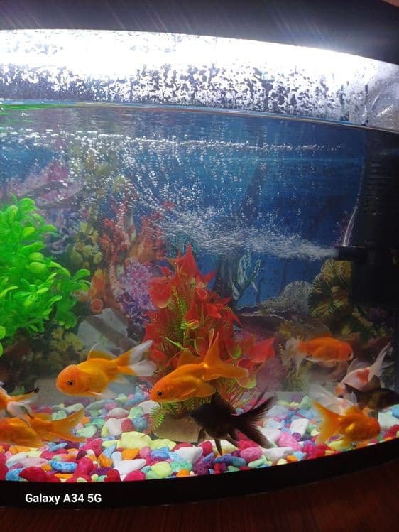 Akvarium sotiladi 350000 som — 5