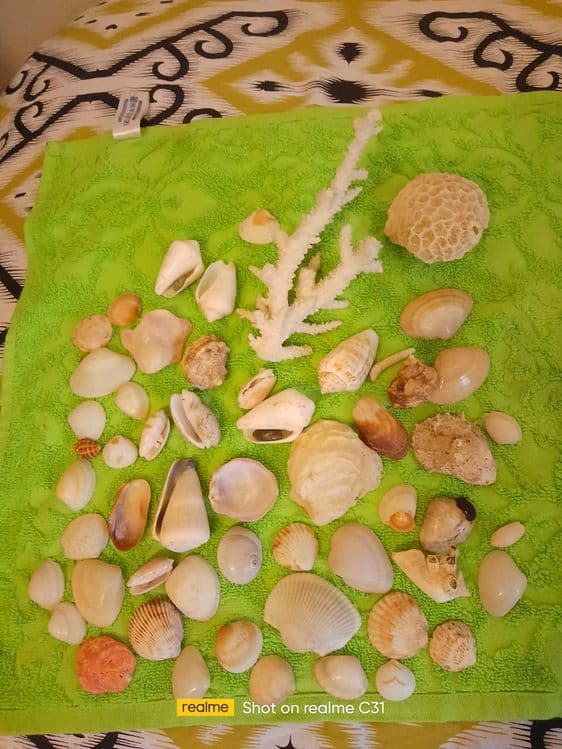 Ракушки морские из Дубая — 2