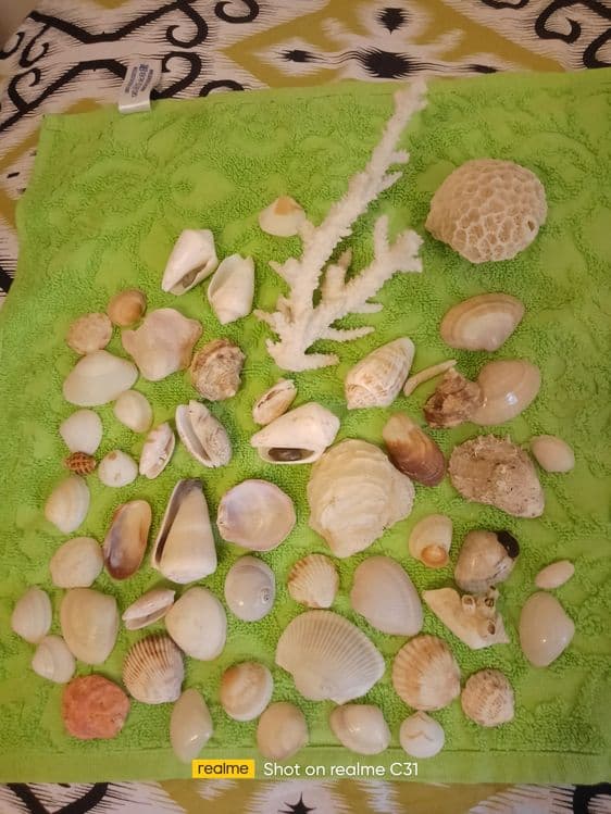 Ракушки морские из Дубая — 3