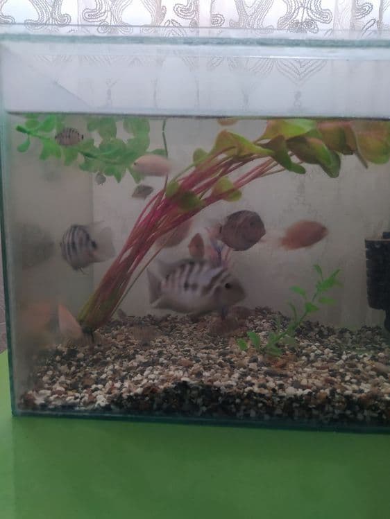 Akvarium baliqlari bn sotiladi  filter kompresor aksesuvarlari bor — 1