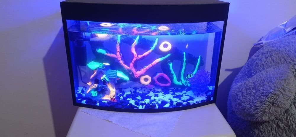 Akvarium baliq bilan 5 xil — 1