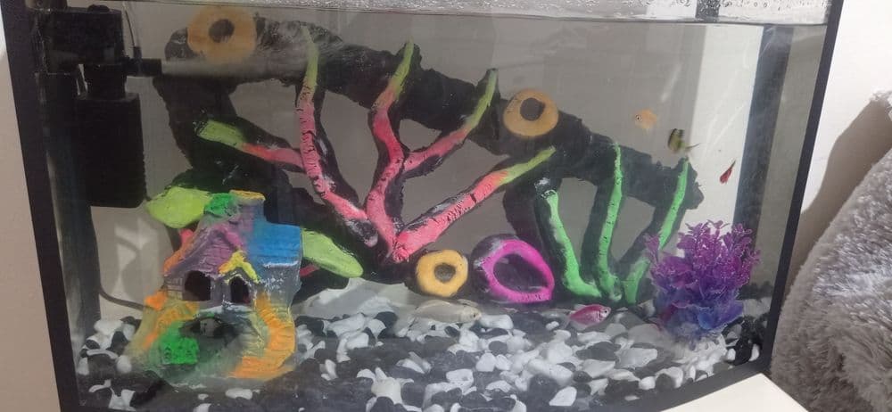 Akvarium baliq  bilan 5 xil — 3