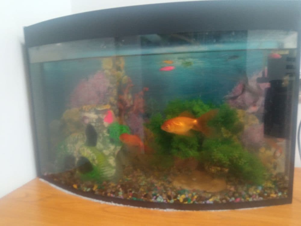 Akvarium baliqlari bilan xar xir baliqlari pompilekt xamma narsalari — 1