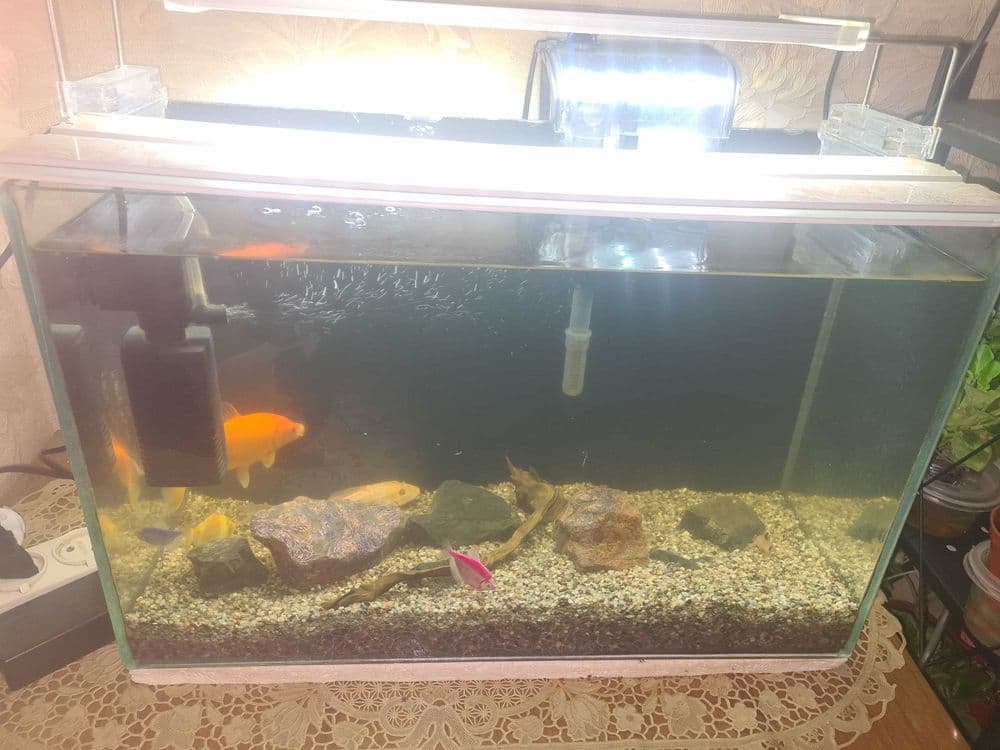 Продаю аквариум с рыбками — 2