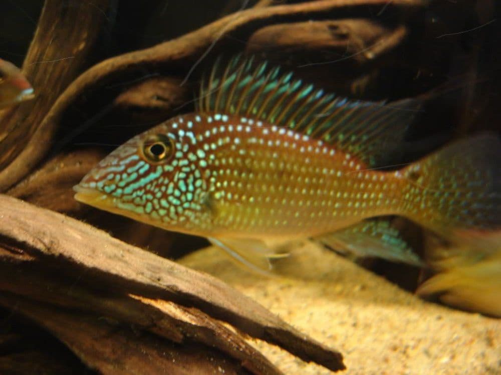 Geofagus Juripari — 1