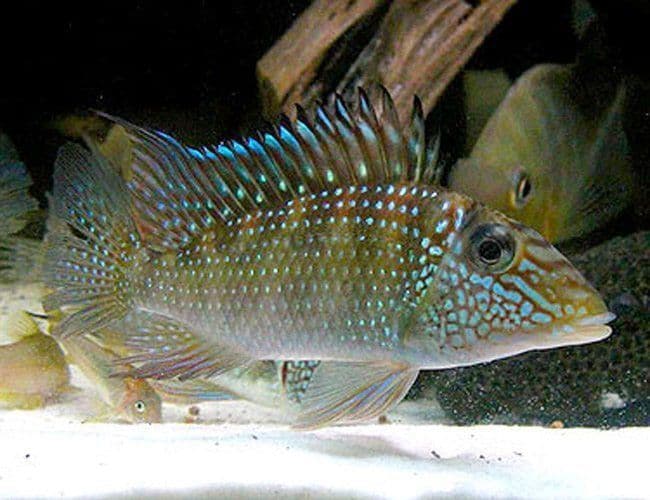 Geofagus Juripari — 2