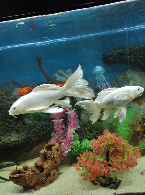 Oq Koi baliq (Platinum Ogon) sotiladi — 1